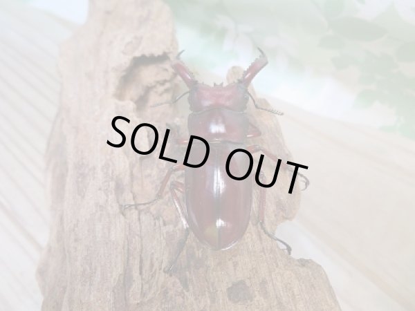 画像3: 新成虫☆F1☆フォルスターフタマタクワガタ(亜種ニシ)♂60ミリ♀35ミリペア販売!! (3)