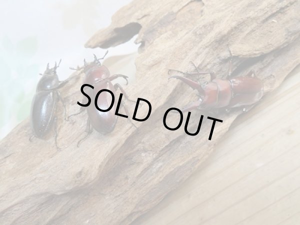 画像5: 新成虫☆WF1☆オキナワノコギリクワガタ♂43ミリ♀フリーサイズ2頭トリオ販売!! (5)