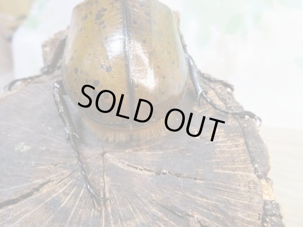 画像3: 新成虫☆D.H.リッキー♂128ミリ♀65ミリペア販売!! (3)