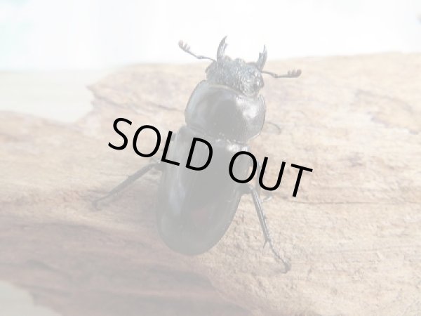 画像4: 新成虫☆F2☆スぺキオススシカクワガタ♂54ミリ♀フリーサイズペア販売!! (4)