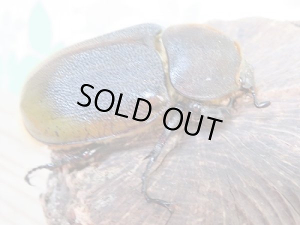 画像4: 新成虫☆D.H.リッキー♂128ミリ♀65ミリペア販売!! (4)