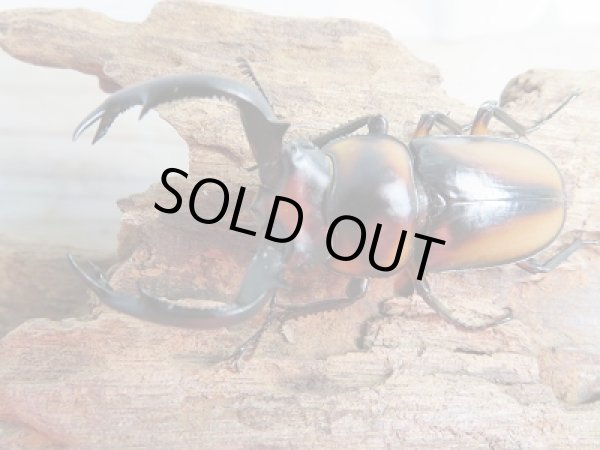 画像2: 新成虫☆F2☆スぺキオススシカクワガタ♂54ミリ♀フリーサイズペア販売!! (2)