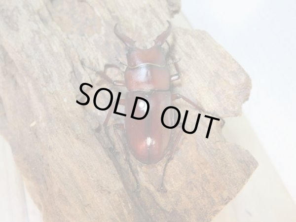 画像3: 新成虫☆WF1☆オキナワノコギリクワガタ♂43ミリ♀フリーサイズ2頭トリオ販売!! (3)