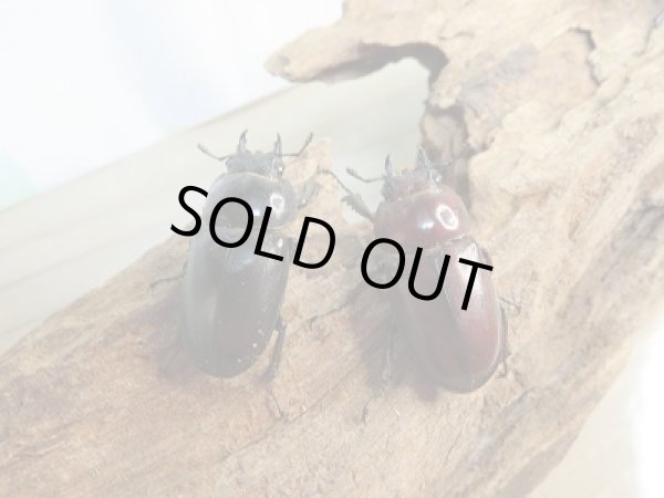 画像4: 新成虫☆WF1☆オキナワノコギリクワガタ♂43ミリ♀フリーサイズ2頭トリオ販売!! (4)