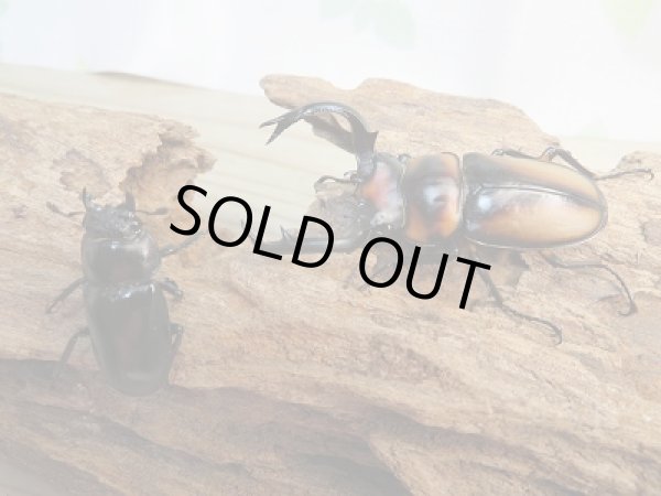 画像5: 新成虫☆F2☆スぺキオススシカクワガタ♂54ミリ♀フリーサイズペア販売!! (5)