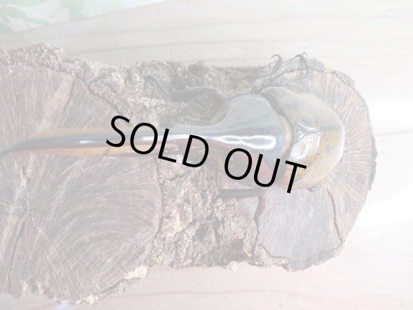 画像2: 新成虫☆D.H.リッキー♂128ミリ♀65ミリペア販売!! (2)