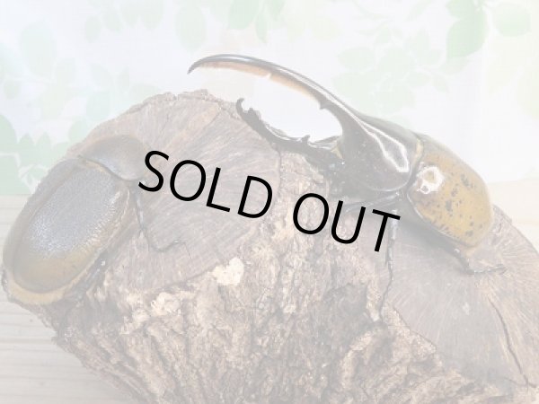 画像5: 新成虫☆D.H.リッキー♂128ミリ♀65ミリペア販売!! (5)