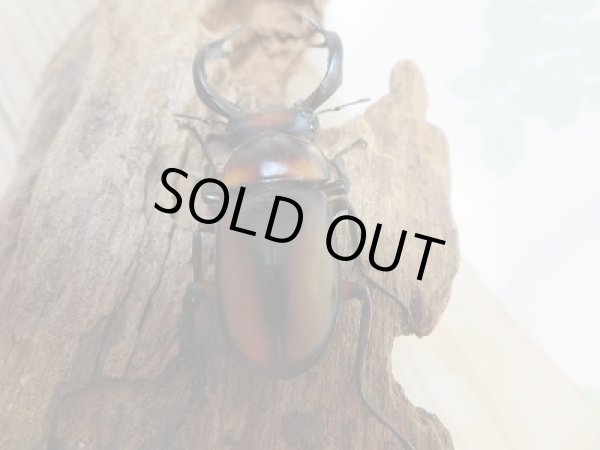 画像3: 新成虫☆F2☆スぺキオススシカクワガタ♂54ミリ♀フリーサイズペア販売!! (3)