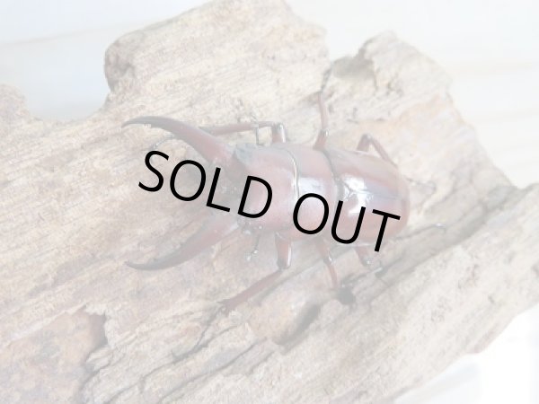 画像2: 新成虫☆WF1☆オキナワノコギリクワガタ♂43ミリ♀フリーサイズ2頭トリオ販売!! (2)