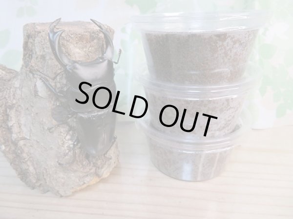 画像2: ☆F3☆クルビデンスオオクワガタ(ブータンクルビ)初二令幼虫3頭セット販売!! (2)