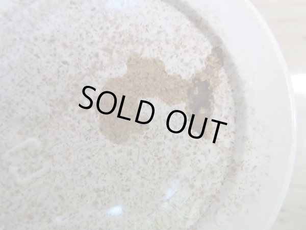 画像3: ベンクール産!スマトラヒラタクワガタ初二令幼虫3頭セット販売!! (3)