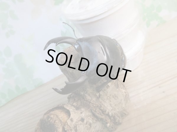 画像2: ベンクール産!スマトラヒラタクワガタ初二令幼虫3頭セット販売!! (2)