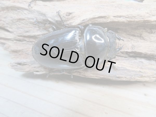 画像5: 新成虫☆F2☆グランディスオオクワガタ(ラオスグランディス)♂70ミリ♀48ミリペア+♀47ミリトリオ販売!! (5)