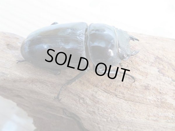 画像4: 新成虫☆F2☆グランディスオオクワガタ(ラオスグランディス)♂70ミリ♀48ミリペア+♀47ミリトリオ販売!! (4)