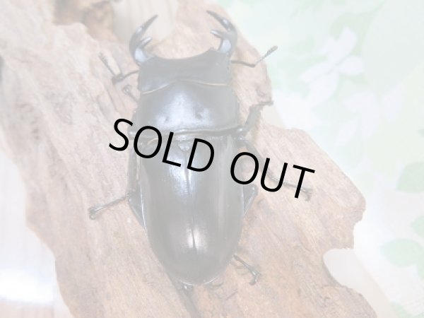 画像3: 新成虫☆F2☆グランディスオオクワガタ(ラオスグランディス)♂70ミリ♀48ミリペア+♀47ミリトリオ販売!! (3)