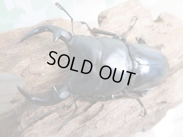 画像2: 新成虫☆F2☆グランディスオオクワガタ(ラオスグランディス)♂70ミリ♀48ミリペア+♀47ミリトリオ販売!! (2)