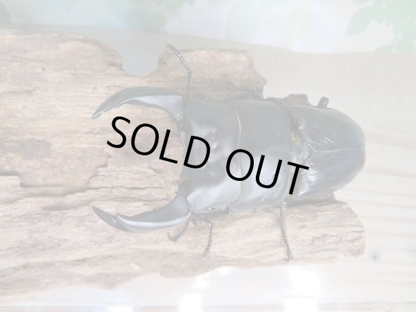 画像2: オオクワ301様より!!本日入荷☆阿古谷産☆オオクワガタ♂75ミリ♀48ミリペア販売!! (2)