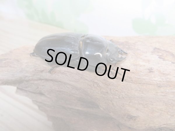 画像4: オオクワ301様より本日入荷!!新成虫☆能勢YG☆国産オオクワガタ♂76ミリ♀49ミリペア販売!! (4)