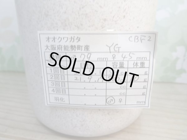 画像2: オオクワ301様より!!本日入荷☆能勢YG血統88.871系(ワイドカウ氏)☆三令幼虫ペア(ヒラタケ菌糸800ccボトル入り)販売!! (2)