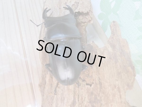 画像3: オオクワ301様より本日入荷!!新成虫☆能勢YG☆国産オオクワガタ♂76ミリ♀49ミリペア販売!! (3)