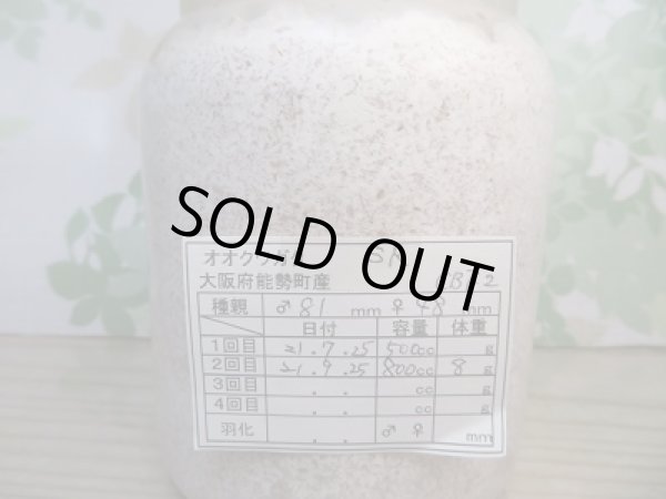 画像3: オオクワ301様より!!本日入荷☆能勢SR90.5木下血統☆三令幼虫ペア(ヒラタケ菌糸800ccボトル入り)販売!! (3)