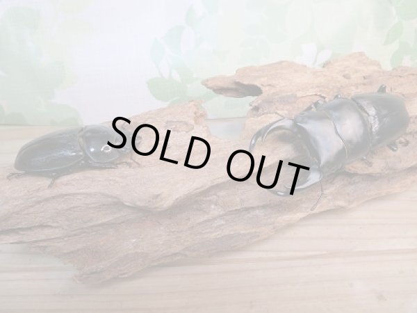 画像5: オオクワ301様より本日入荷!!新成虫☆能勢YG☆国産オオクワガタ♂76ミリ♀49ミリペア販売!! (5)