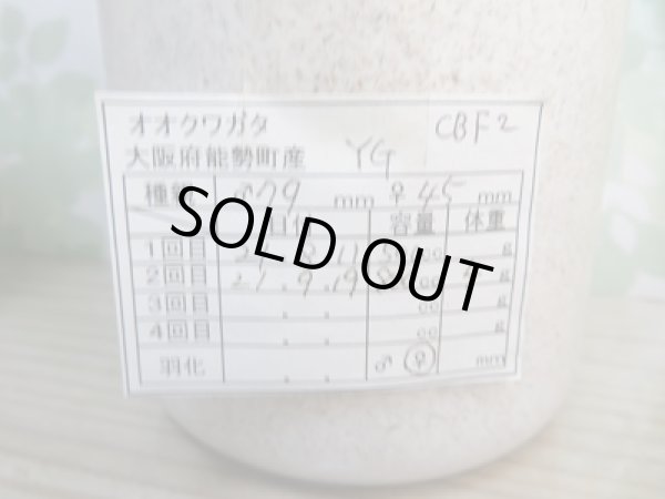 画像3: オオクワ301様より!!本日入荷☆能勢YG血統88.871系(ワイドカウ氏)☆三令幼虫ペア(ヒラタケ菌糸800ccボトル入り)販売!! (3)