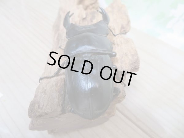 画像3: オオクワ301様より!!本日入荷☆阿古谷産☆オオクワガタ♂75ミリ♀48ミリペア販売!! (3)