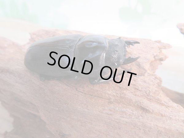 画像4: オオクワ301様より!!本日入荷☆阿古谷産☆オオクワガタ♂75ミリ♀48ミリペア販売!! (4)