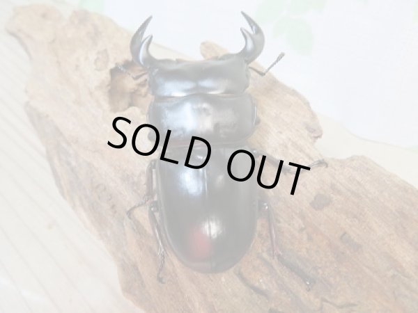 画像3: 新成虫☆F3☆アンタエウスオオクワガタ(ベトナムアンテ)♂70ミリ♀46ミリペア販売!! (3)