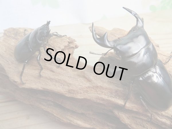 画像5: 新成虫☆F3☆アンタエウスオオクワガタ(ベトナムアンテ)♂70ミリ♀46ミリペア販売!! (5)