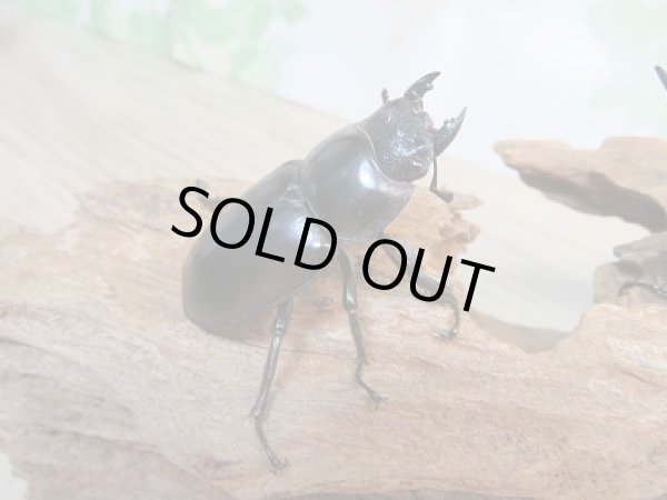 画像4: 新成虫☆F3☆アンタエウスオオクワガタ(ベトナムアンテ)♂70ミリ♀46ミリペア販売!! (4)