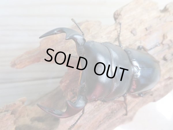 画像2: 新成虫☆F3☆アンタエウスオオクワガタ(ベトナムアンテ)♂70ミリ♀46ミリペア販売!! (2)