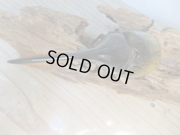 画像2: 新成虫☆F3☆D.H.モリシマイ♂-B115ミリ♀58ミリペア販売!! (2)