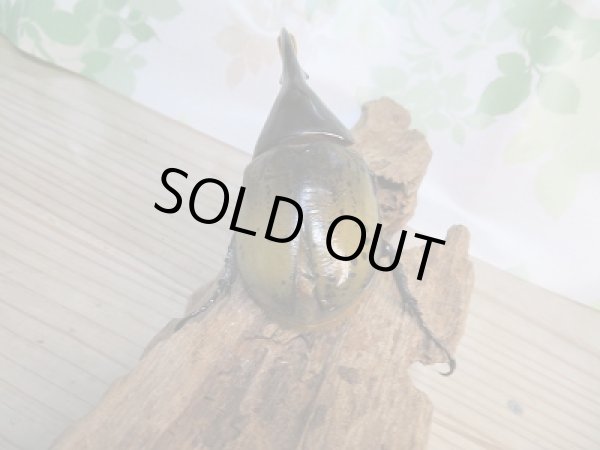 画像3: 新成虫☆F3☆D.H.モリシマイ♂-B115ミリ♀58ミリペア販売!! (3)