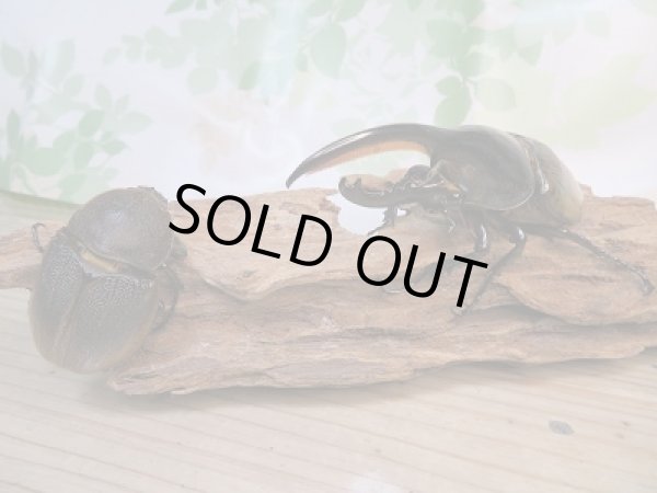 画像5: 新成虫☆F3☆D.H.モリシマイ♂-B115ミリ♀58ミリペア販売!! (5)