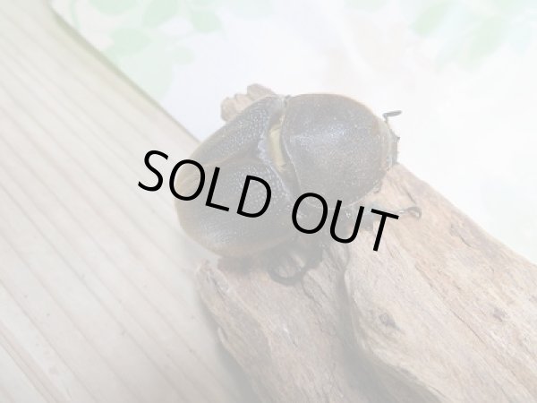 画像4: 新成虫☆F3☆D.H.モリシマイ♂-B115ミリ♀58ミリペア販売!! (4)