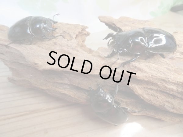 画像8: 新成虫☆(ホワイトアイ系)タランドゥスオオツヤクワガタ♂60ミリ♀47ミリ+♀48ミリトリオ販売!! (8)