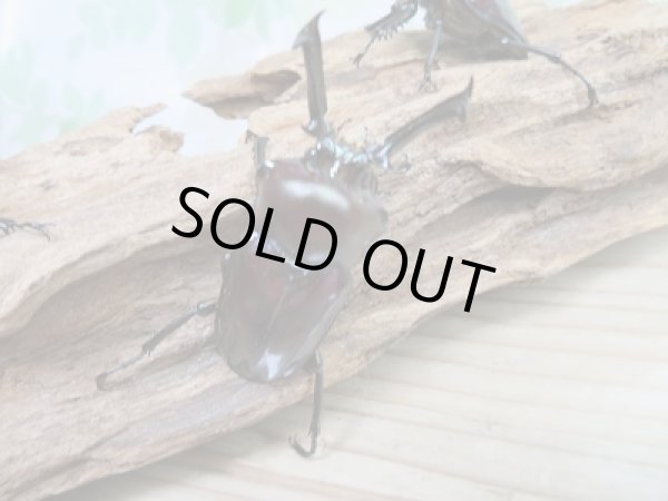 画像3: 新成虫★紫紺パープル血統★ニジイロクワガタ♂50ミリ♀フリーサイズ2頭トリオ販売!! (3)