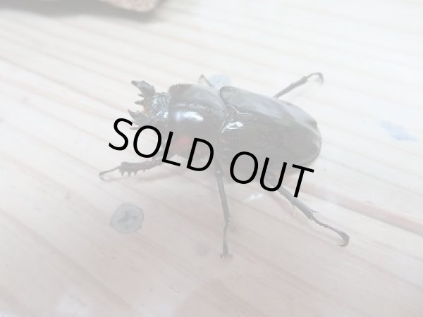 画像4: 新成虫★紫紺パープル血統★ニジイロクワガタ♂55ミリ♀フリーサイズ2頭トリオ販売!! (4)