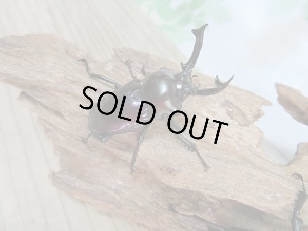 画像2: 新成虫★紫紺パープル血統★ニジイロクワガタ♂52ミリ♀フリーサイズ2頭トリオ販売!! (2)