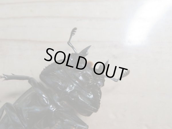 画像5: 新成虫☆(ホワイトアイ系)タランドゥスオオツヤクワガタ♂60ミリ♀47ミリ+♀48ミリトリオ販売!! (5)