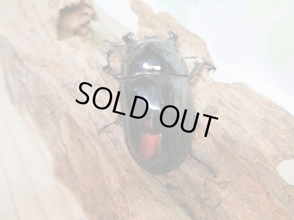 画像3: 新成虫☆(ホワイトアイ系)タランドゥスオオツヤクワガタ♂60ミリ♀47ミリ+♀48ミリトリオ販売!! (3)