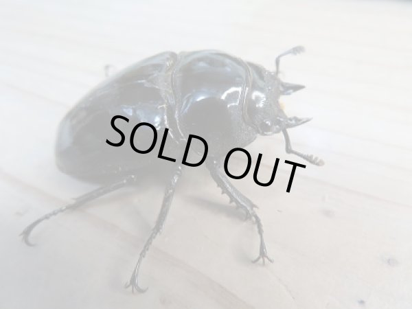 画像4: 新成虫☆(ホワイトアイ系)タランドゥスオオツヤクワガタ♂60ミリ♀47ミリ+♀48ミリトリオ販売!! (4)