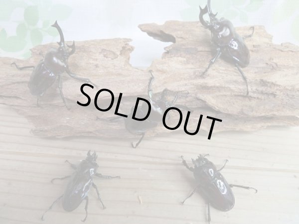 画像5: 新成虫★紫紺パープル血統★ニジイロクワガタ♂52ミリ♀フリーサイズ2頭トリオ販売!! (5)