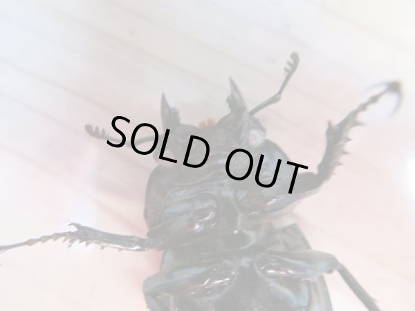 画像7: 新成虫☆(ホワイトアイ系)タランドゥスオオツヤクワガタ♂60ミリ♀47ミリ+♀48ミリトリオ販売!! (7)