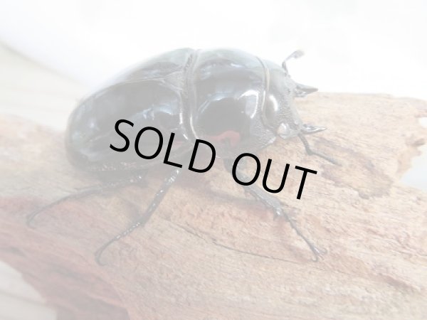 画像6: 新成虫☆(ホワイトアイ系)タランドゥスオオツヤクワガタ♂60ミリ♀47ミリ+♀48ミリトリオ販売!! (6)