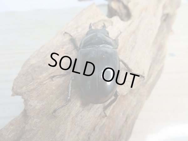 画像5: 新成虫★紋付き★ブラックハスタートノコギリクワガタ♂65ミリ♀41ミリペア販売!! (5)