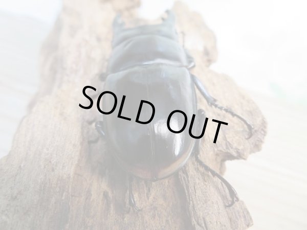 画像3: 新成虫★紋付き★ブラックハスタートノコギリクワガタ♂65ミリ♀41ミリペア販売!! (3)