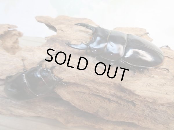 画像6: 新成虫★紋付き★ブラックハスタートノコギリクワガタ♂65ミリ♀41ミリペア販売!! (6)